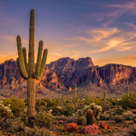 Infectious Disease Specialist Arizona